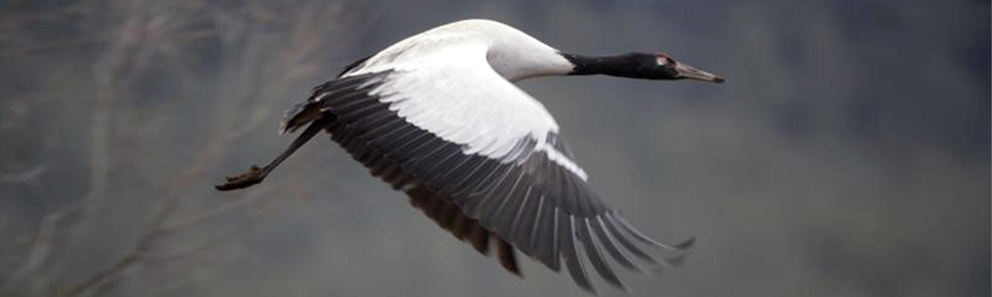 Black-Necked Crane Festival