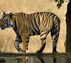 Wildlife in Bhutan