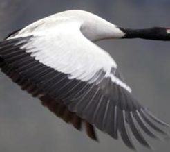 Black-Necked Crane Festival