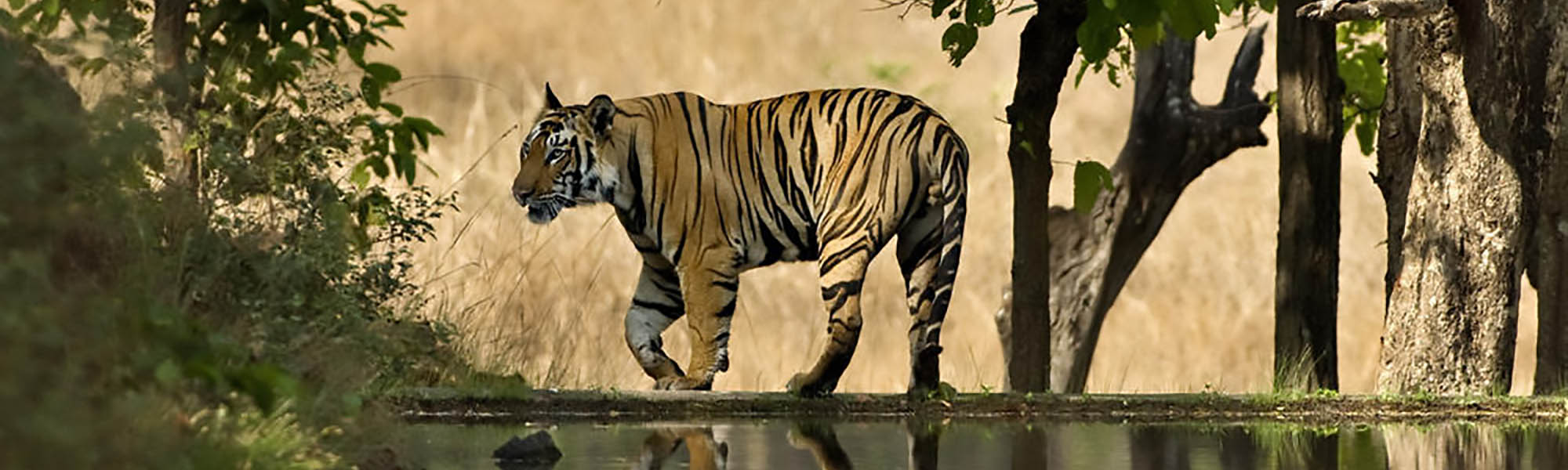 Wildlife in Bhutan